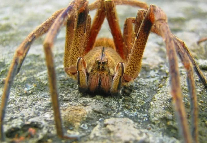 La distribución de la araña bananera, que habita en zonas selváticas tropicales o subtropicales, ha ido en aumento en América Latina. Cortesía