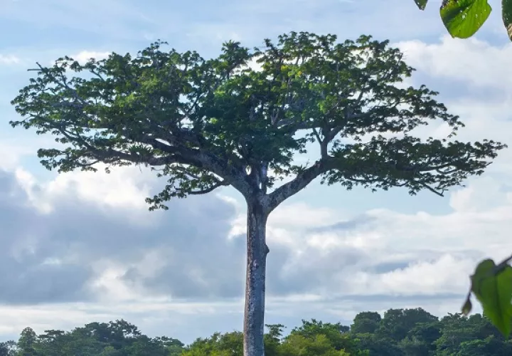 Vista de la enorme ceiba del Darién. Foto: Biomuseo/Bette J. Kauffman