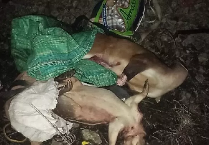 El cazador tenía  una escopeta y un saco con el cuerpo de un venado de cola blanca y un conejo pintado. Foto: Diomedes Sánchez 