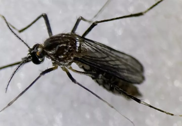La compañía Valneva desarrolla una candidata a vacuna contra el chikunguña. Foto: EFE