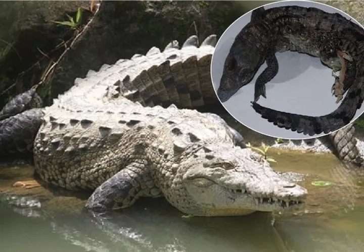 El cocodrilo americano es una especie vulnerable. 