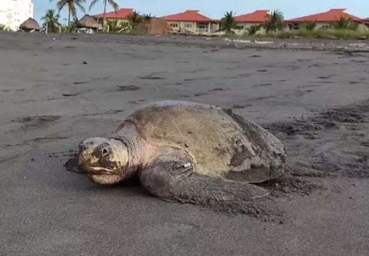 La tortuga Lora o Golfina (Lepidochelys olivacea) es la más común en playa La Barqueta donde Acotmar desarrolla su proyecto. Foto: Cortesía/Acotmar
