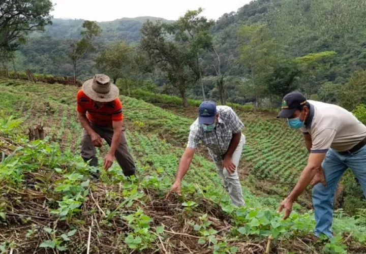 En Panamá hay un problema de productividad y rentabilidad, que hace necesario una mejor preparación por parte de los profesionales. Foto: Cortesía Mida