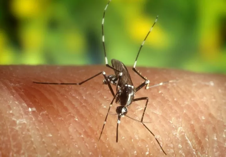 Según el alto oficial, ya se han obtenido cultivos de mosquitos infectados con el virus de la hepatitis B. Foto: EFE