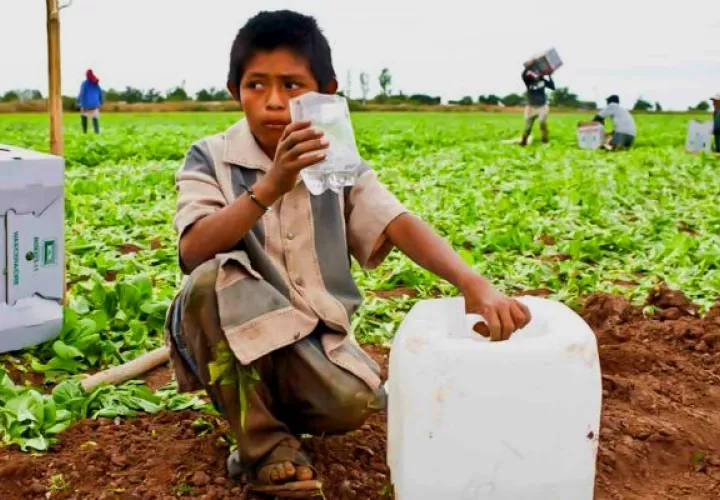 Más de 160 millones de niños están en situación de trabajo infantil en el mundo. Foto: Cortesía