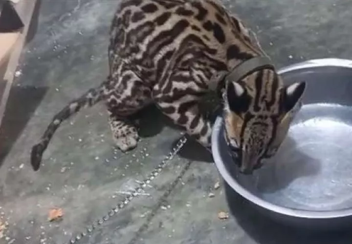 El ocelote, una especie en peligro de extinción, estaba encadenado.
