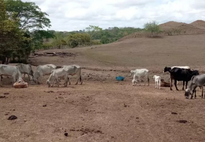 Decenas de reses han muerto en Macaracas, provincia de Los Santos. Foto: Thays Domínguez 