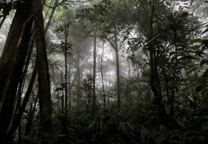 La fauna característica de los bosques es de alrededor de  1 000 especies  de aves y 12,000  de árboles. Foto: Cortesía/ MiAmbiente