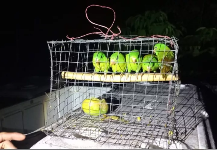 Los pericos se desarrollan libremente en la naturaleza. Foto: Cortesía MiAmbiente