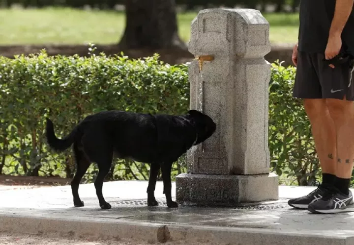 En el lapso que estudiaron los investigadores se reportaron 69.525 mordeduras de perro. Foto: EFE