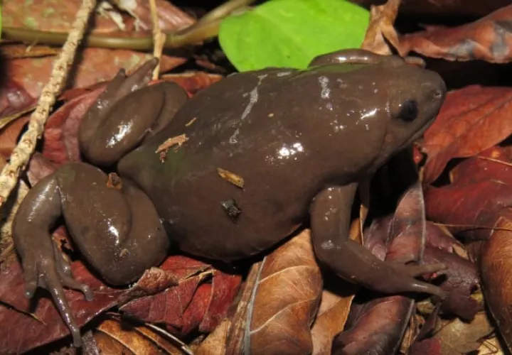 Una de las ranas Ctenophryne aterrima que el zoólogo Rogemif Fuentes tuvo la oportunidad de ver en Kankintú, semanas atrás. Foto: Cortesía/Rogemif Fuentes
