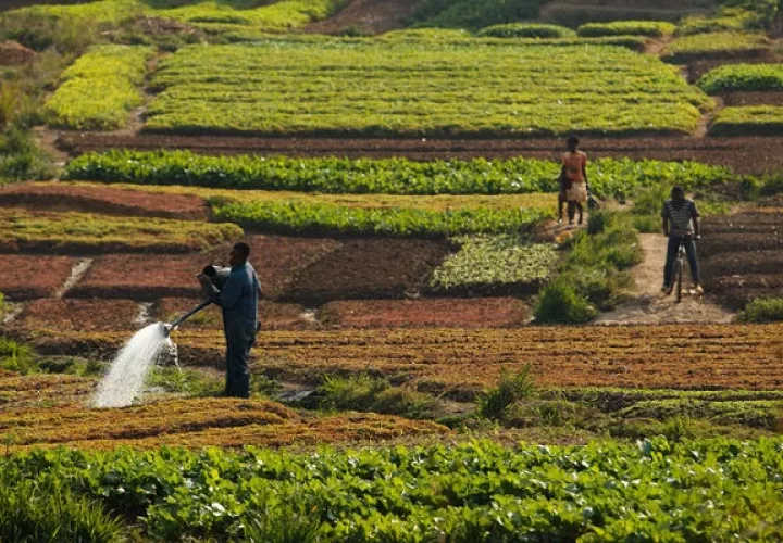 Estas predicciones asumen una rápida recuperación de las recientes tensiones inflacionistas. Foto: FAO 