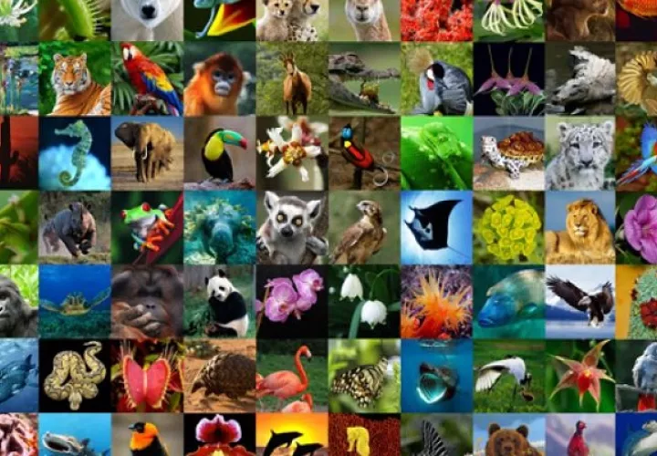 Millones de especies animales y vegetales se comercializan en el mundo. Foto: Cites