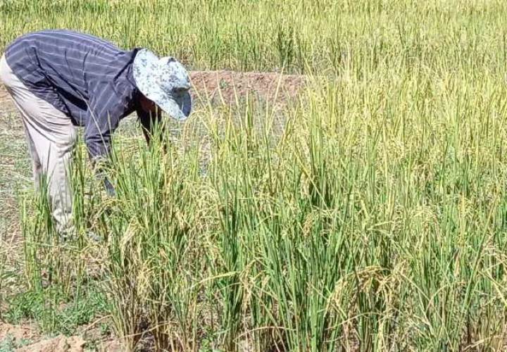 Panamá es uno de los principales países consumidores de arroz en el mundo. Foto: Archivo
