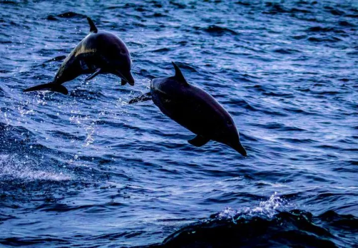 Panamá tienen poblaciones de delfines costeros  que habitan en zonas costeras los 365 días del año. Foto: Mi Ambiente