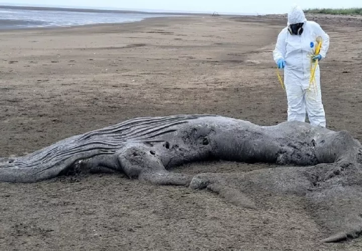 En la recién iniciada temporada, se reportó el varamiento de una cría de ballena jorobada en el sector de Estero de la Honda, ubicada en el distrito de Los Santos. Foto. Thays Domínguez