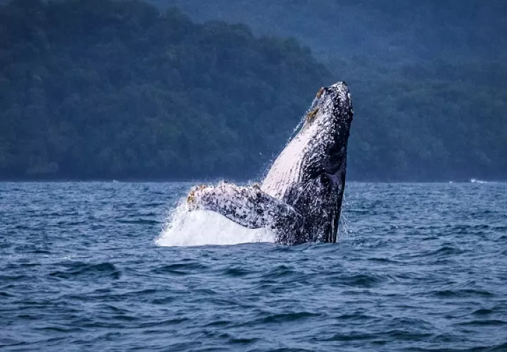 La ballenas generan ingresos en el turismo de ciertos sectores. Foto: Cortesía MiAmbiente