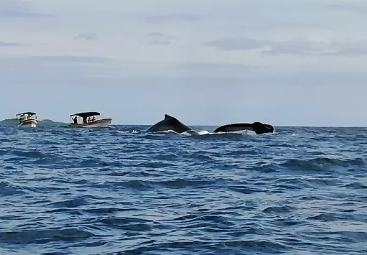 La observación de los gigantes del mar se ha convertido en una fuente de trabajo en Pedasí. Foto / Thays Domínguez.