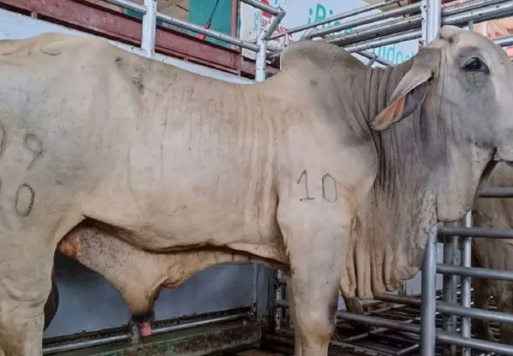 La mayoría de los últimos casos detectados se ubican en Veraguas y Herrera. Foto: Cortesía Mida