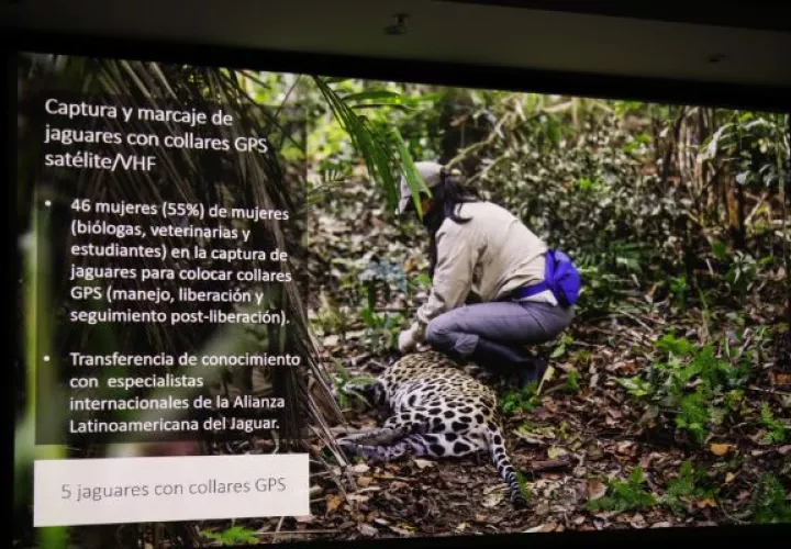 Los jaguares han perdido el 54% de su hábitat natural. Foto: Cortesía MiAmbiente