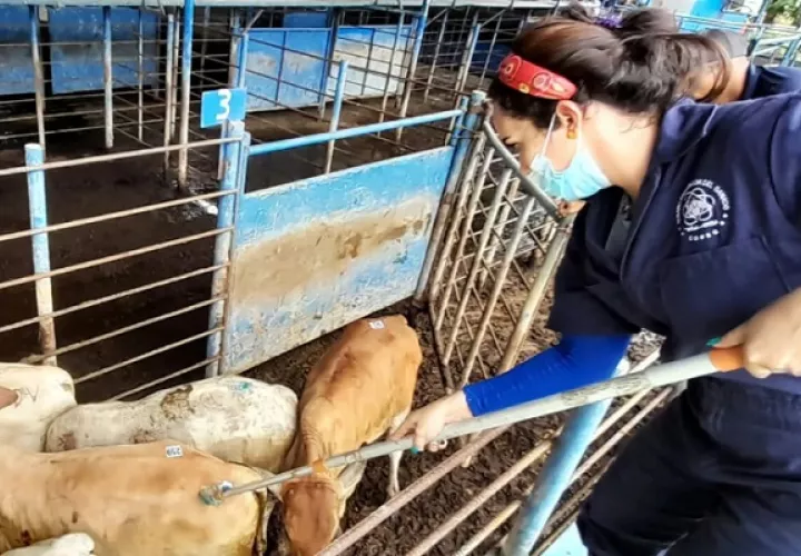 Copeg ha colaborado en las últimas décadas con el manejo del gusano barrenador. Foto: Copeg