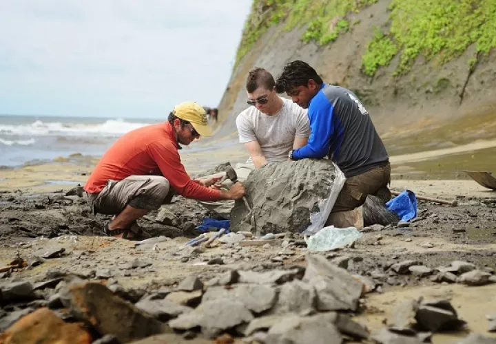 La escasez de mamíferos marinos fósiles del Caribe occidental ha dificultado hasta ahora la comprensión del pasado profundo de la región. Foto: Smithsonian