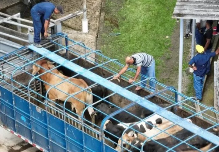El estado de emergencia zoosanitaria se declaró esta semana en todo el país. Foto: Cortesía