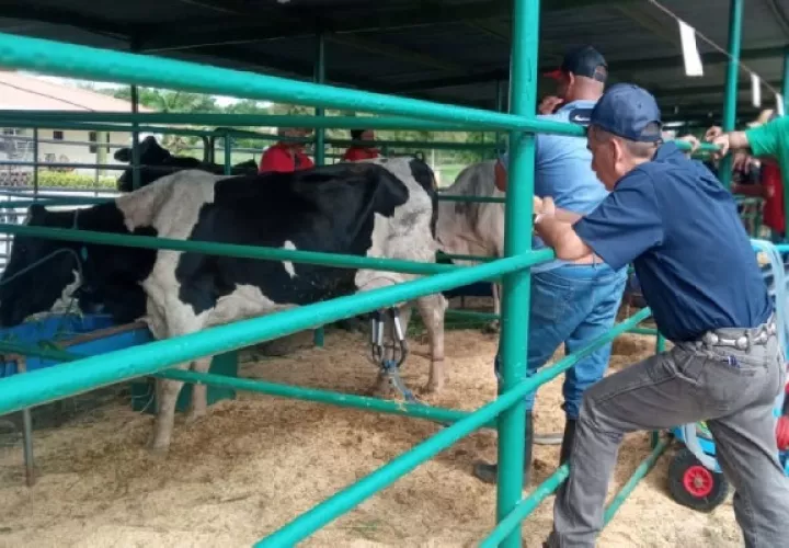 La presencia de reses enfermas les ha obligado a reforzar sus medidas de protección, para evitar la perdida de sus animales. Foto. Thays Domínguez