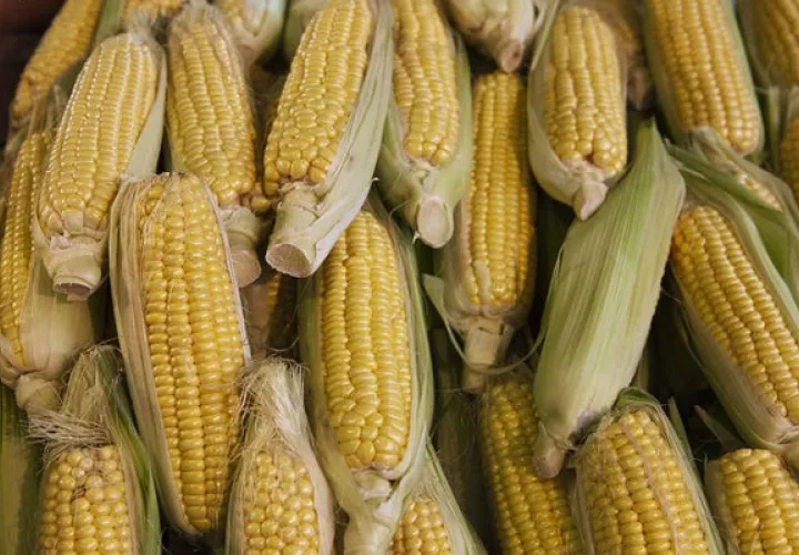  El maíz fue uno de los productos que más contribuyó al crecimiento general del comercio agrícola el pasado decenio. Foto: FAO