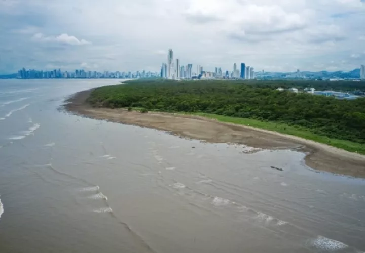 Los manglares de la Bahía de Panamá son el hogar de muchas especies, entre ellas 295 plantas, 25 moluscos y crustáceos, 200 aves, 50 mamíferos y 74 peces. Foto: Cortesía Patrimonio Natural Azul