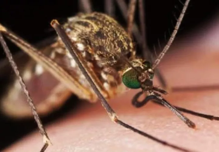 Las leishmaniasis se transmiten por la picadura de flebótomos hembra infectados. Foto: Cortesía Minsa