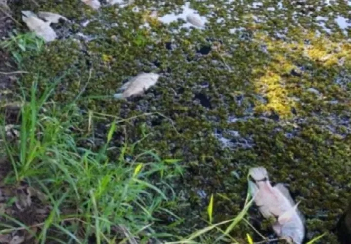 A la población le preocupa la posibilidad de una contaminación que acabe con la fauna de este lago. Foto. Thays Domínguez
