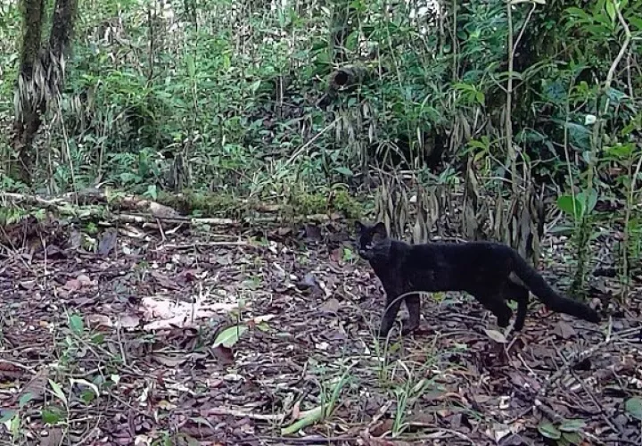 En Panamá se ha observado que está apareciendo mucho el melanismo en la oncilla, que es cuando la piel se torna oscura. Foto: Proyecto Ecografe/Crecobian/Unachi