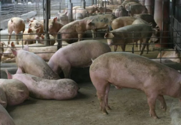 El consumo de la carne de cerdo producida en Panamá ha registrado un incremento. Foto: Grupo Epasa