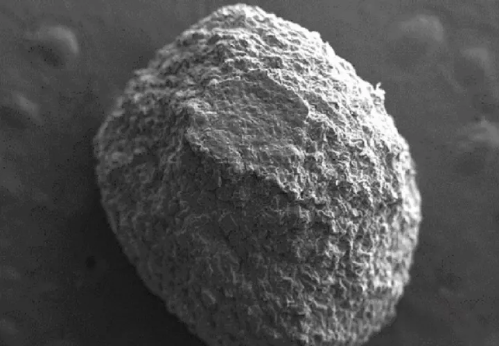 La microencapsulación de microorganismos proporciona mayor estabilidad y protección a los agentes entomopatógenos.  Foto: Cortesía