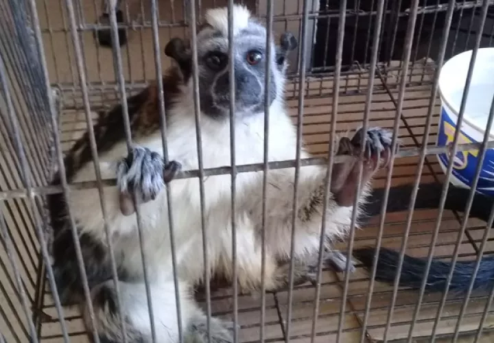 Los animales rescatados han recibido atención veterinaria. Foto: Cortesía MiAmbiente