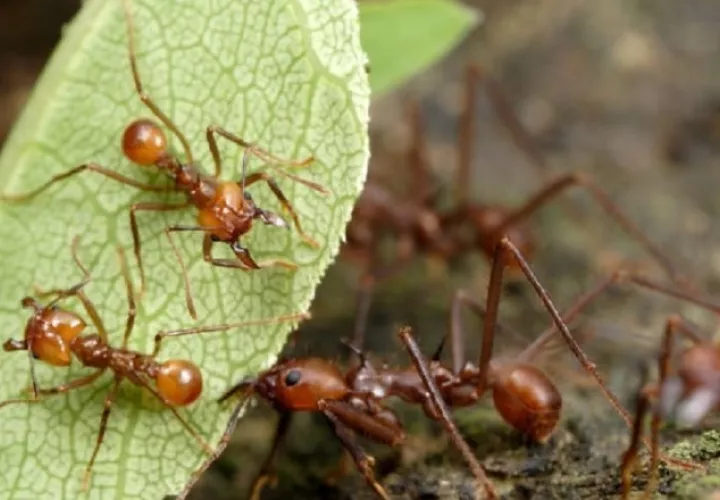 Las arrieras tienen gran capacidad para cosechar hojas de innumerables especies vegetales para cultivar el hongo del cual se alimentan. Foto: Cortesía