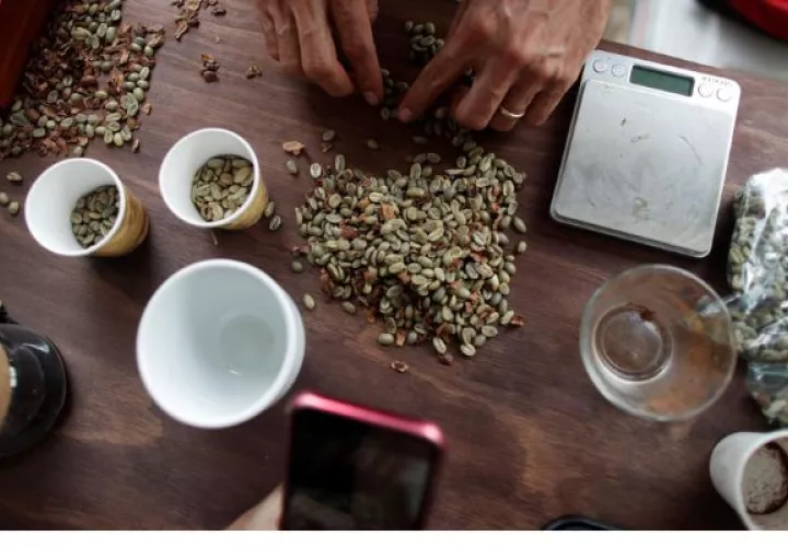 El café geisha de Panamá logró un nuevo récord mundial. Foto: EFE