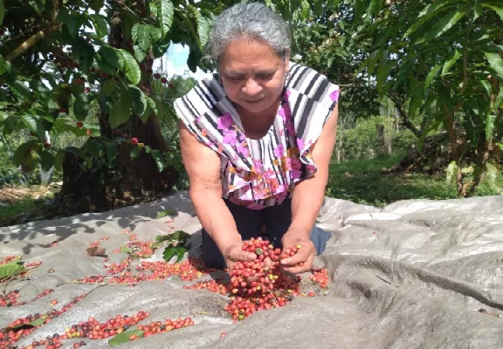 Las expectativas de los productores de café de bajura es que la ley se implemente en el plazo de un mes. Foto. Eric Montenegro