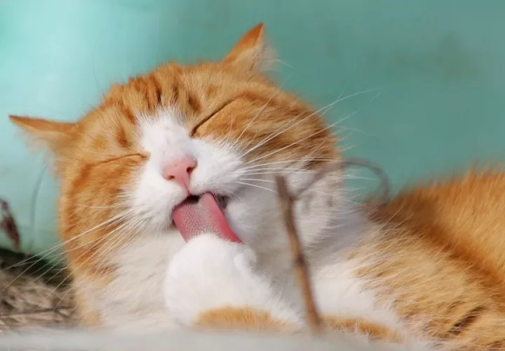 Los gatos tienen tres fechas en su honor a lo largo del año. Foto: Pexels