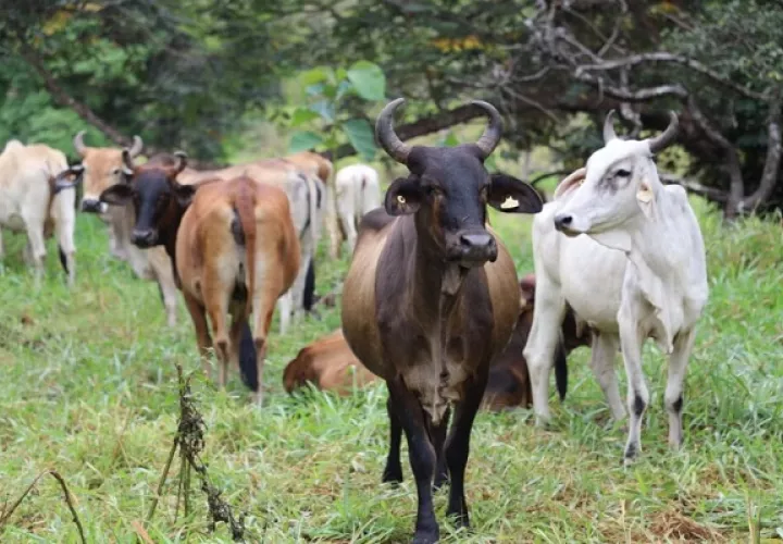 Este año Panamá acumula 4,343 casos de gusano barrenador. Foto: Cortesía/MIDA