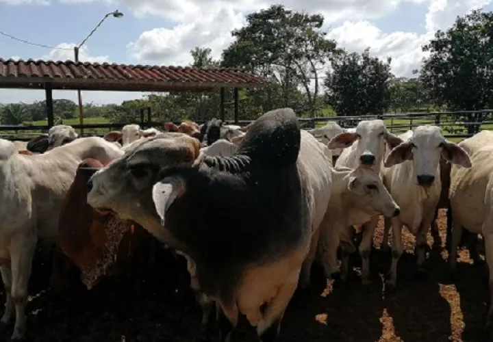 Hay insecticidas para uso de la ganadería, cuyo costo se presume pudieran estar especulando. Foto: Eric A. Montenegro,