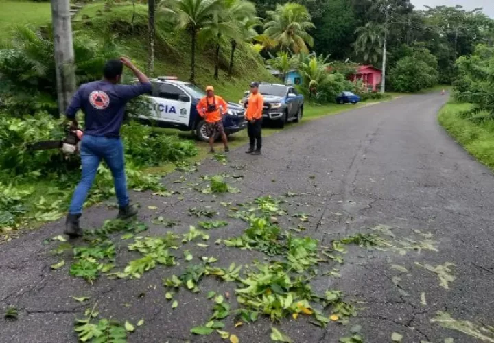 El mal tiempo ocasionó la caída de un árbol en la Costa Arriba de Colón. Foto: Cortesía Sinaproc
