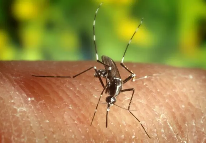 Esta semana se reportaron 32 casos nuevos de malaria en Panamá. Foto: EFE