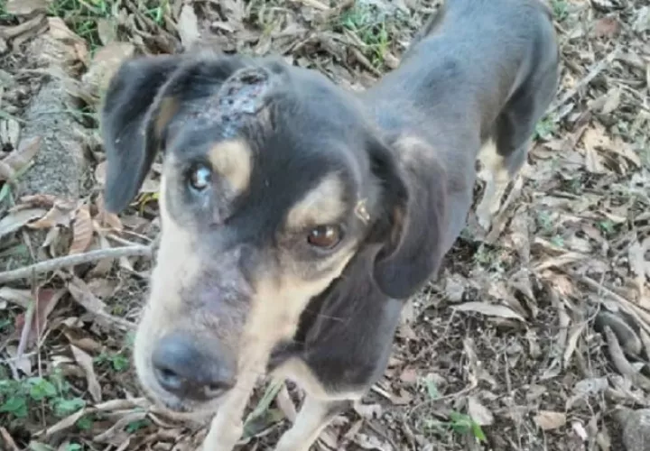 Uno de los perros rescatados por Chang Puppies, el cual había recibido fuertes golpes en la cabeza en la provincia de Veraguas. Cortesía