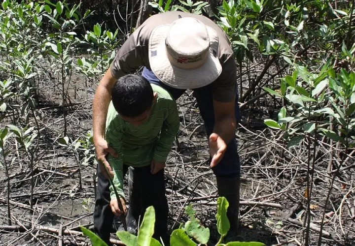 El área está siendo repoblada con propágulos de mangle rojo y mangle achaparrado. Foto: Eric A. Montenegro