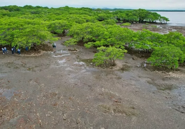 Los manglares también actúan como barreras naturales contra tormentas, huracanes y oleaje. Foto: Cortesía MiAmbiente