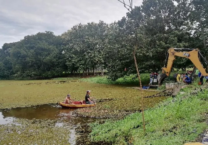 Cuadrillas de diversas instituciones realizan labores para retirar esta planta, oxigenar el agua y de esta forma darle vida al famoso lago, ubicado en la feria de San Sebastián. Foto. Thays Domínguez