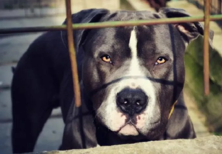 Los pitbulls han estado involucrados en agresiones durante los últimos años en Panamá. 