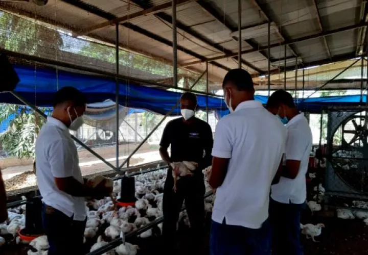 Inicia el proyecto avícola de autogestión número 31 en  el Centro de Cumplimiento de Las Garzas (CCLG). Foto: Cortesía